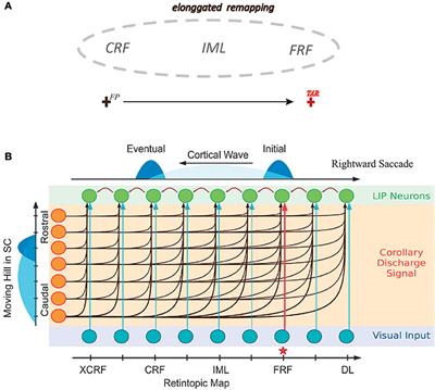 Learning Peri-saccadic Remapping of Receptive Field from Experience in Lateral Intraparietal Area